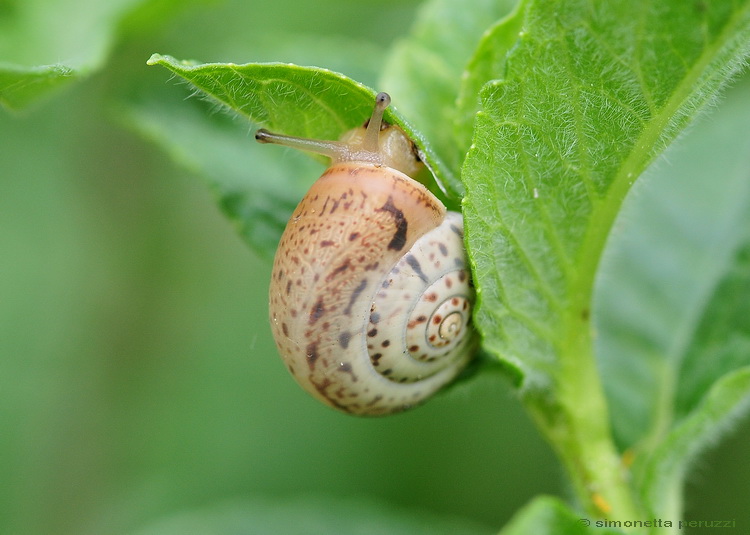 Gasteropoda dal fiume sotto casa